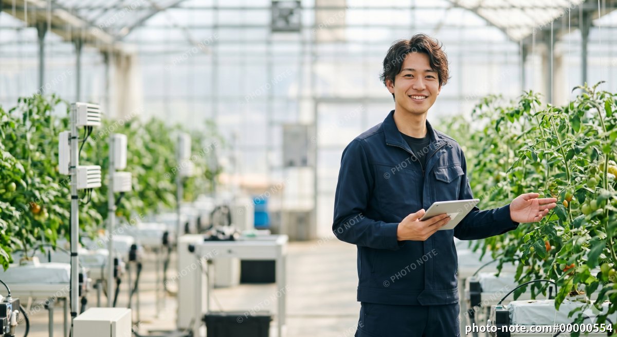 トマトの生育状況を確認する農家の男性