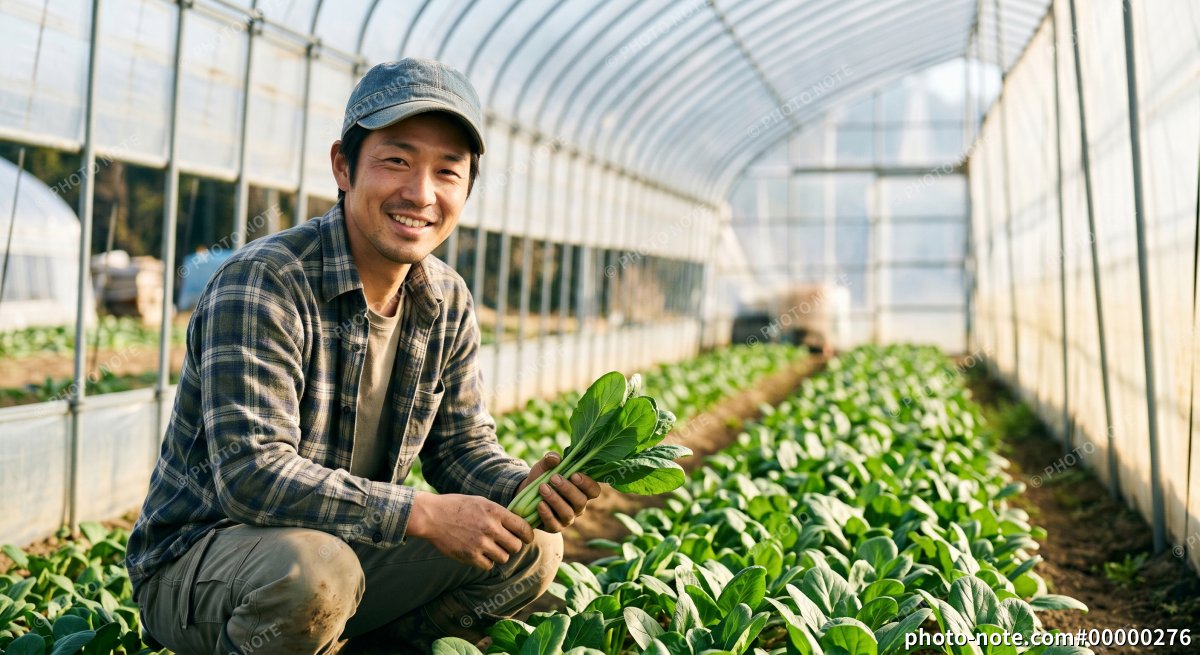 ビニールハウスで小松菜を収穫する笑顔の男性農家